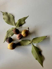 10 Seeds Nuts Pignut Hickory Tree Carya glabra live tropical ornamental plants