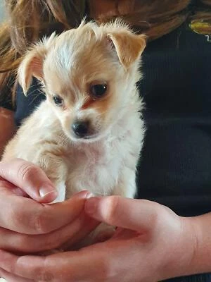 Chihuahua Puppy Boy Dogs Puppies Gumtree Australia Lake