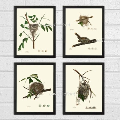 Vintage Bird Nest Egg Print Wall Decor Art Set of 4 Beautiful Antique Unframed