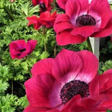 Easy to Grow Italian Anemone Mistral Magenta 10 Plant Bulbs, Zones 8-10
