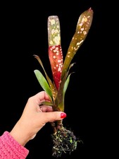 Billbergia ‘Hallelujah’ – Colorful Young Offset - Emerging Burgundy Speckles
