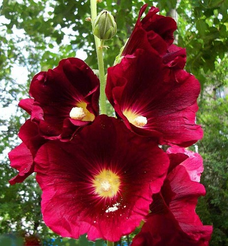 25 Burgundy Red Hollyhock Seeds Perennial Flower Flowers Seed 229 US SELLER - Picture 11 of 12