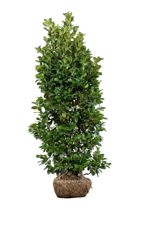 ligustrum ovalifolium hecke Ligustrum ovalifolium, 6er-Set winterharter Heckenpflanzen – 1 Meter h —  Planten247.nl