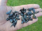 Excellent - Shark Teeth from Vosselag / De Haan in Belgium
