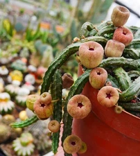 RareSucculent  Plant Echidnopsis malum  Garden Décor Boutique 5PCS 5-8CM