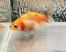 Booboo Calico Shogun Oranda Goldfish WYSIWYG 1