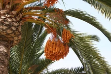 True Date Palm, Phoenix dactylifera, Tree Seeds