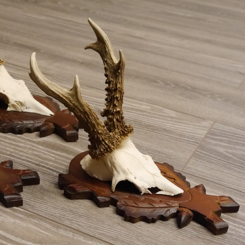 Scudo In Legno Per Trofei Di Caccia - Per Corna Di Daino, 43x22cm - Foto 13