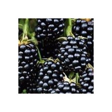 Loch Ness Thornless Blackberry Plant Live Starter Sweet High Yield