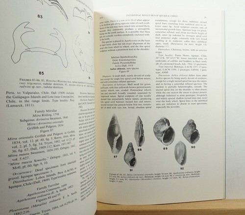 Intertidal Mollusks of Iquique, Chile 1973 Marincovich SIGNED Marine Biology - Picture 3 of 5