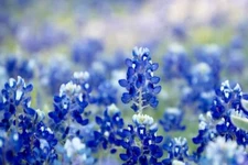 Texas Bluebonnet Wildflower Seeds for Planting Vibrant Blue Wildflowers
