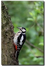 GREAT SPOTTED WOODPECKER -  quality 18