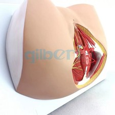 PVC Human Female Perineum Levator Ani Ligament Model Medical School #ty
