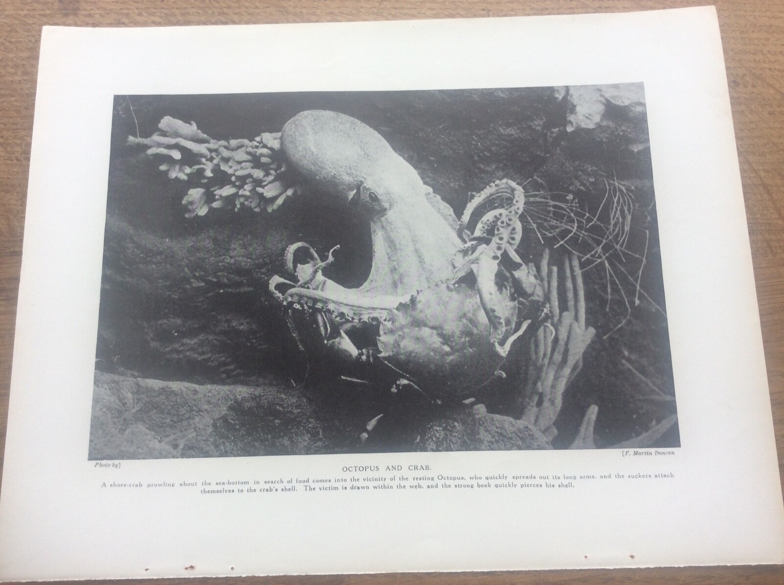 Octopus &amp; Crab by Martin Duncan 1912 print A4 size Free UK Post | eBay UK
