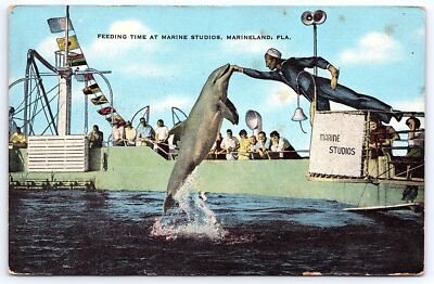 Vintage Postcard Whale Feeding Time at Marine Studios Marineland Florida FL