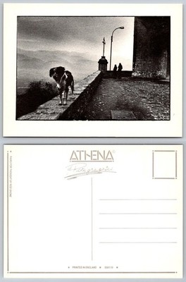 Athena Paws For Thought Rod Shone Dog Mountains Cross B&W Photo Postcard