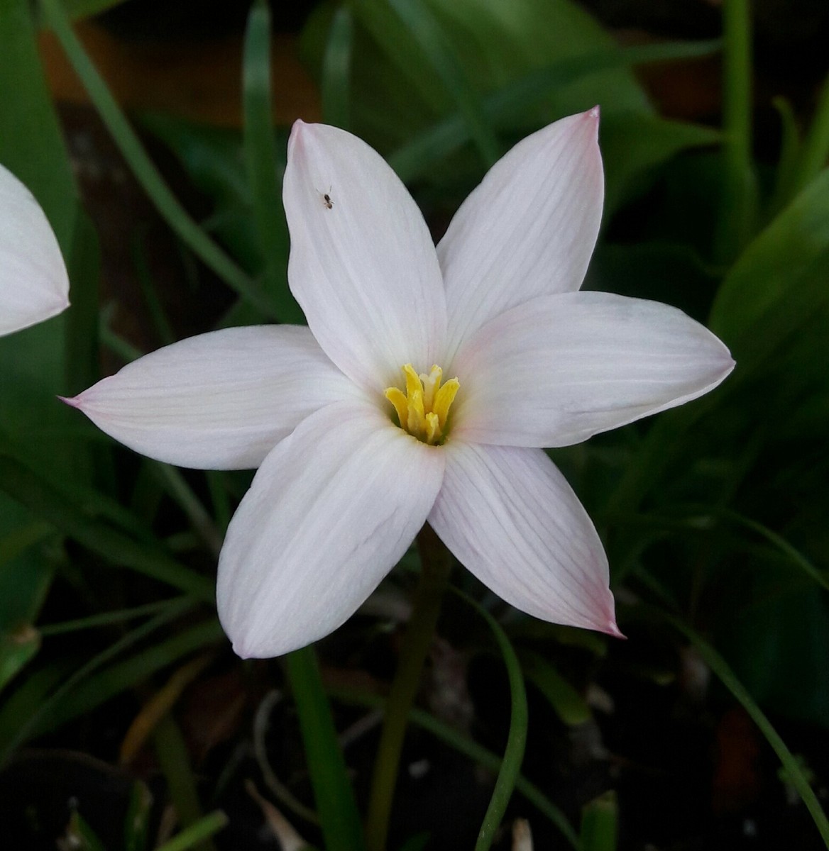 Lily Stargazer Lily Pink – Summer Space Studio