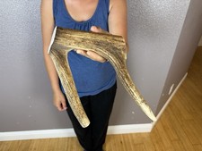 1 Huge JUMBO Whole Elk ANTLER Dog Chew SALE SELECT MASSIVE COLOSSAL BIG 12