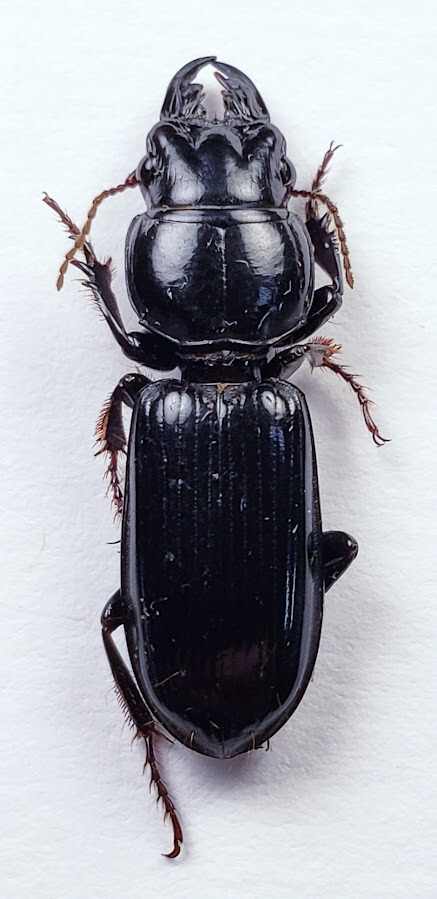 Ground Beetle: Scarites lissopterus (Carabidae) USA Coleoptera