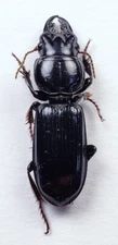 Ground Beetle: Scarites lissopterus (Carabidae) USA Coleoptera
