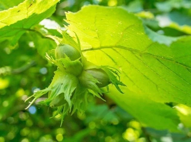 Hazel 'Cosford Cob' Tree Corylus Cobnut, Multistemmed Hazelnut Plant - Image 2 of 2