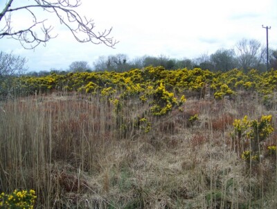 Photo 6x4 Rough grazing near Porridgetown The majority of this peninsula  c2009