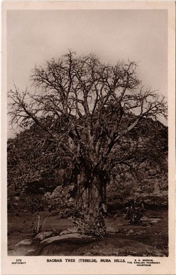 PC SUDAN BAOBAB TREE TEBELDI NUBA HILLS REAL PHOTO POSTCARD (b69566)