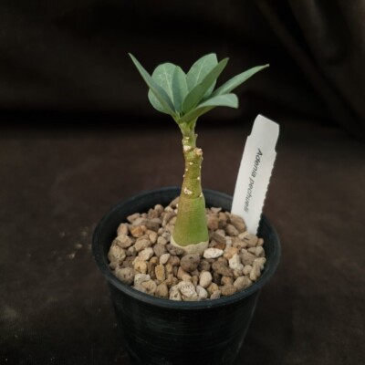 Adenia pechuelli 種子 3粒 種子】アデニア・ペチュエリー 3s Adenia pechuelii | プラント