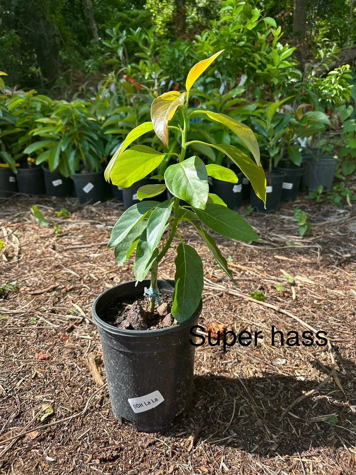 Árbol de aguacate injertado Super Hass de 2-3 pies de alto resistente al frío. Envío a CA y Pr. Fotos reales Foto 2 de 3