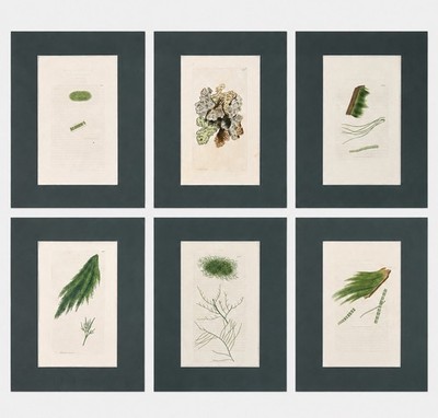 Set of 6 Antique Hand-Colored Sowerby Seaweed Prints | Framed Botanical Gallery