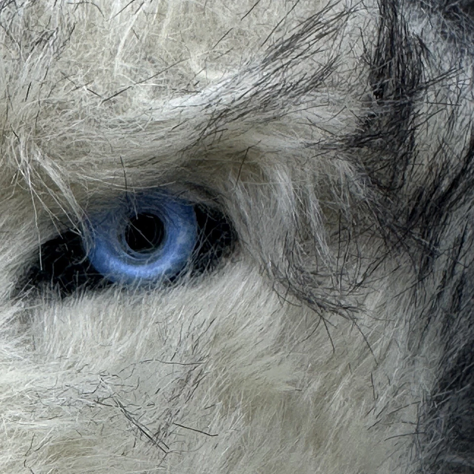 Disney Jungle Book Mask Akela Cosplay Halloween Wolf Movable Mouth Jaw - Image 4 of 4