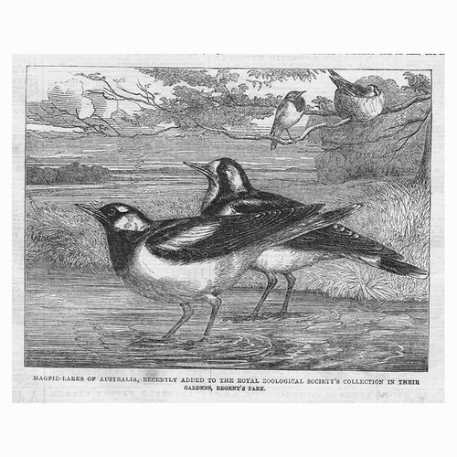 Magpie Larks of Australia - Antique Print 1863