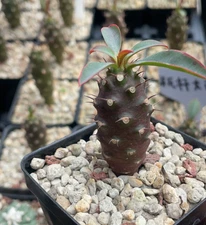 2PCS Euphorbia pachypodioides  rarecactus succulent beautiful Plant