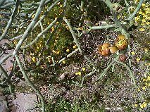 Set/Lot of 5 pieces Pencil Cholla 6" - 12" Cuttings - Bild 2 von 2