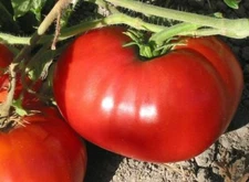 Delicious Tomato Seeds, NON-GMO, World Record Beefsteak, Heirloom, FREE SHIPPING