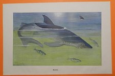 Rekin niebieski (Prionace glauca) Rekiny (Selachii) Rekin Kolorowy druk 1915