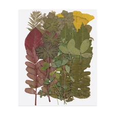 30 Pcs Dried Pressed Flower Leaves Bulk for Resin, Dark Green