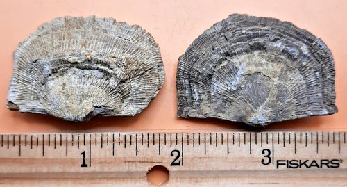 2 High Detailed Fossil Brachiopods , No Matrix , Bangor Limestone, Alabama