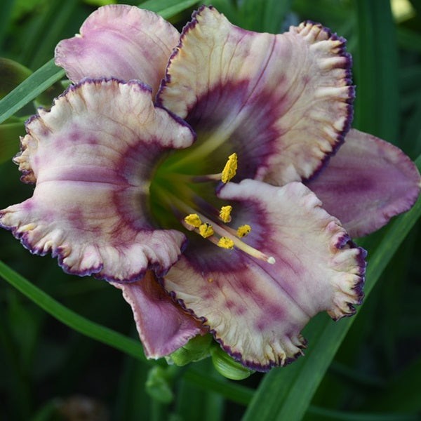 Daylily Spacecoast Forbidden Friend! CHARITY AUCTION!