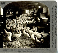White Leghorn Galls On Egg Farm, Nueva Jersey-Keystone Ed. Set Stereoview #56