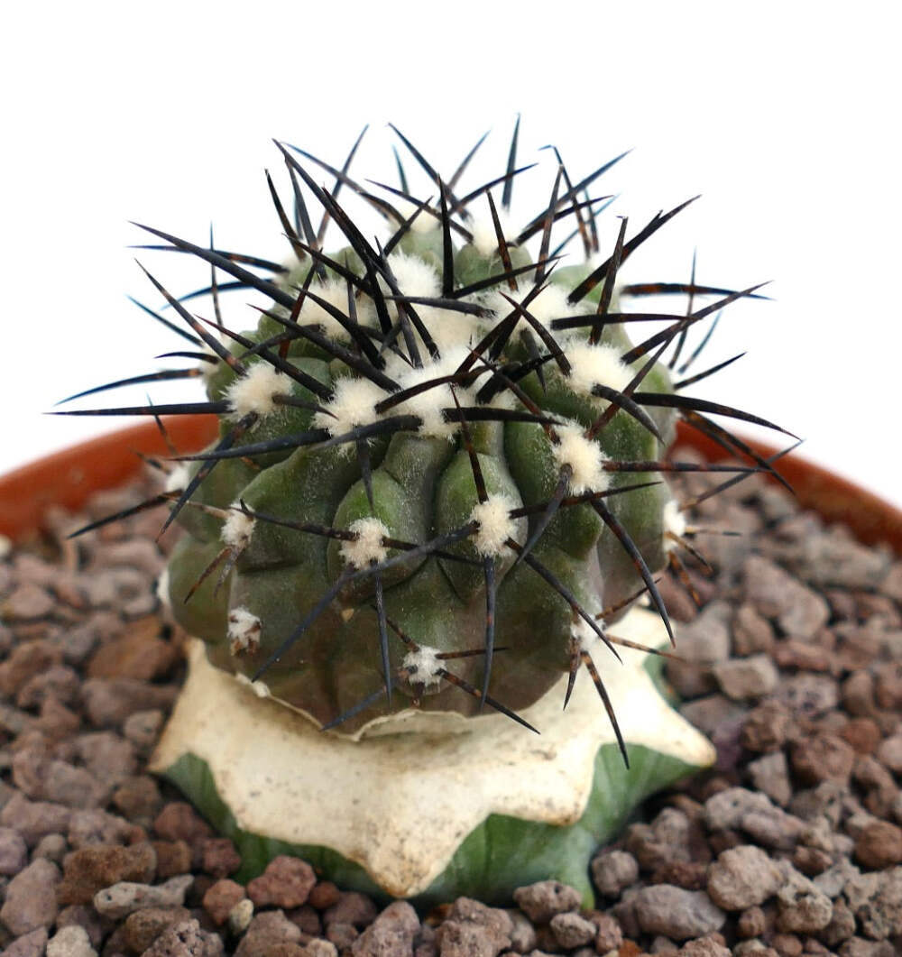 【１着でも送料無料】 Copiapoa cinerea - NO CRESTED COLUMNA-ALBA | eBay その他