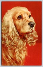 Cocker Spaniel Portrait Golden Postcard Dog Puppy Canine