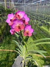 Hybrid Vanda 'First Crush' Soft Pink Orchid, Blooming Orchid Plant