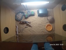 6 Geckos 2 Males 4 Females  With Full Setup  4 Vivariums