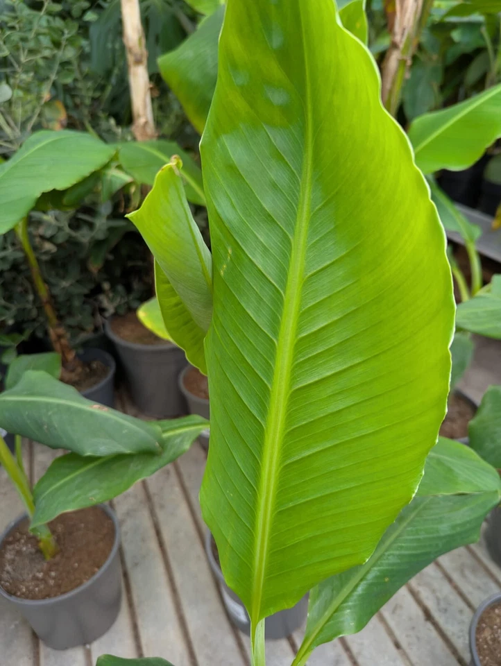 Musa Dajiao 40-60cm Riesenbanane essbare Früchte frosthart Bananenpflanze Palme - Bild 3 von 4