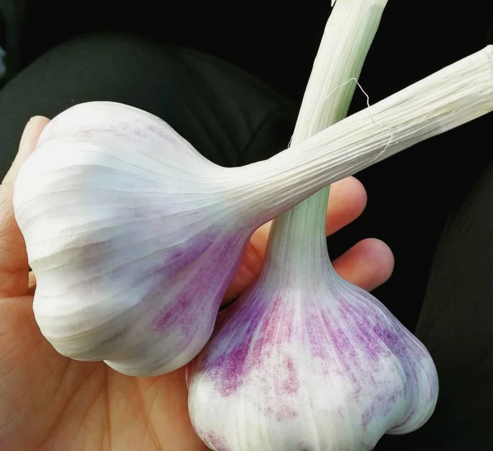 Knoblauch Ljubascha – 1 kg (ca. 16–30 Knollen) für nur 17,49 € 🧄 - Bild 3 von 4