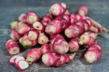 10 tubercules bio d' oca ou ocas du pérou oxalis tuberosa - jardin permaculture