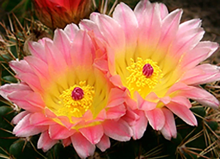 Notocactus Herteri ssp Roseoluteus - ¡Magníficas flores! Foto 3 de 4