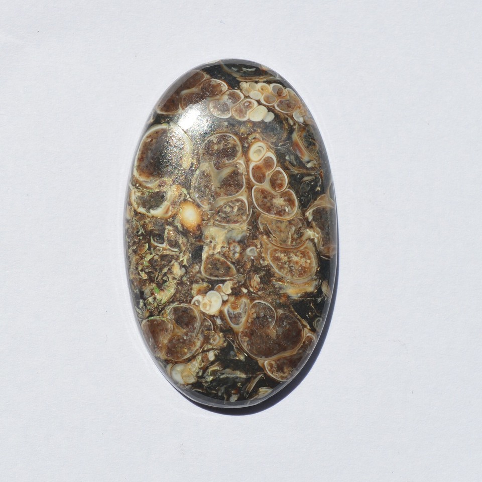 Natural Turritella Agate Gemstone Cabochon 54 Carats Jewelry Making