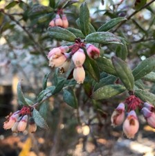 Darrow Blueberry - Vaccinium corymbosum - Live Plant